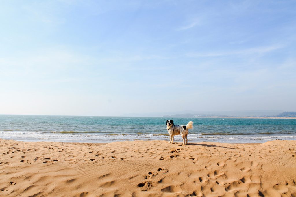 Dog on a beach in Exmouth