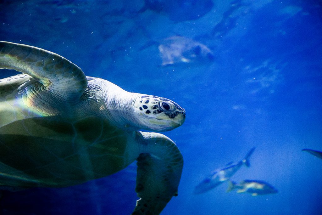 Turtle at National Marine Aquarium in Plymouth