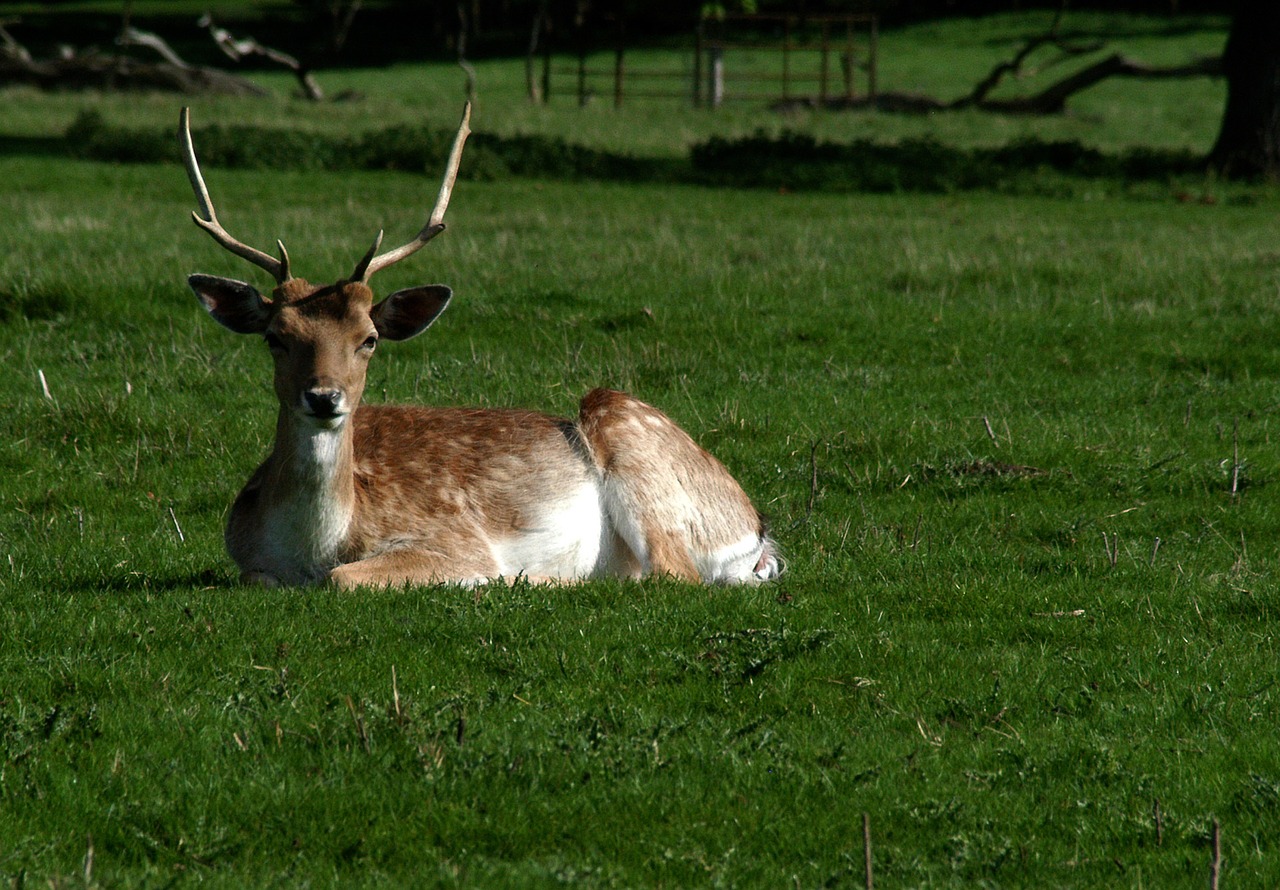 A deer sitting in short grass at Attingham Park