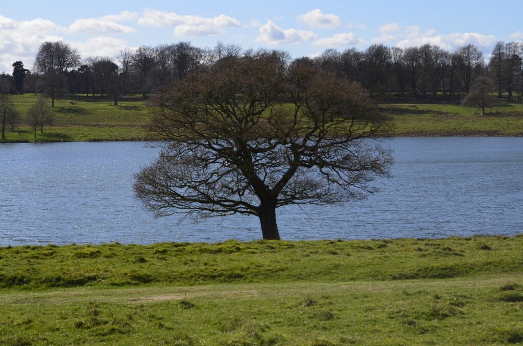 A bare tree protruding from green grass, with a blue lake in the background