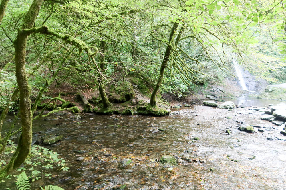A woodland scene with trees, a river and a waterfall in the background.