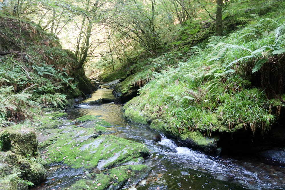 A beautiful shot of the river at Lydford gorge winding through two mossy banks. There are trees in the background.