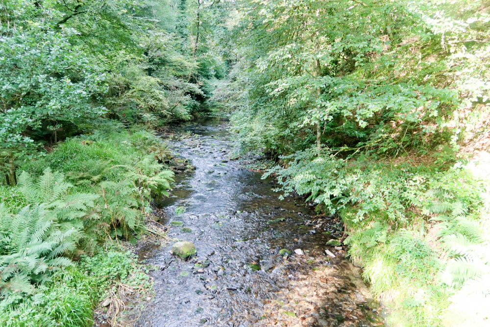 A river in Lyford Gorge, the deepest in England. There are trees and plants around the gorge.