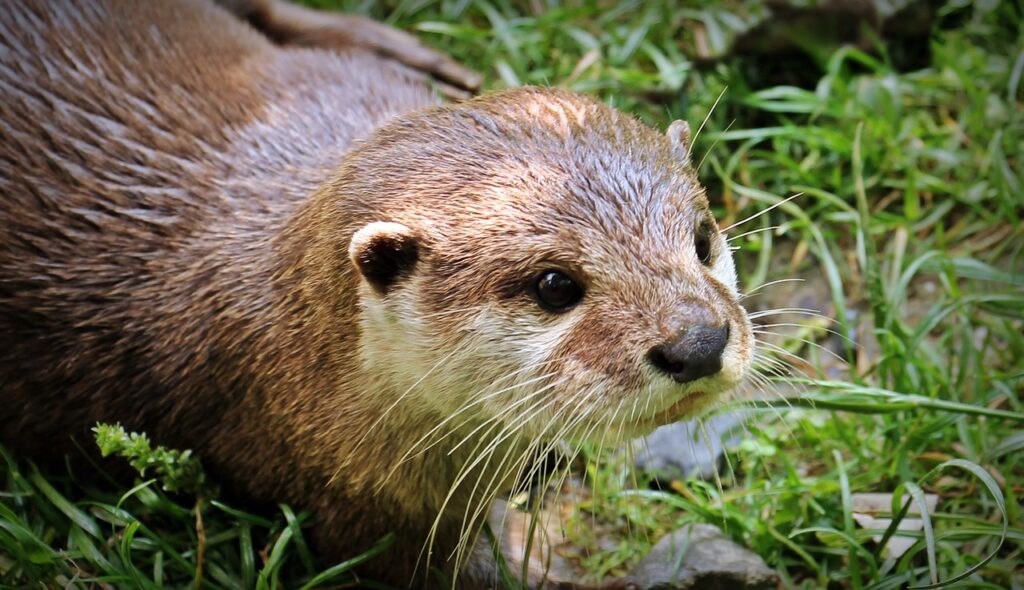 A brown otter's face and the first half of its body, with grass in the background