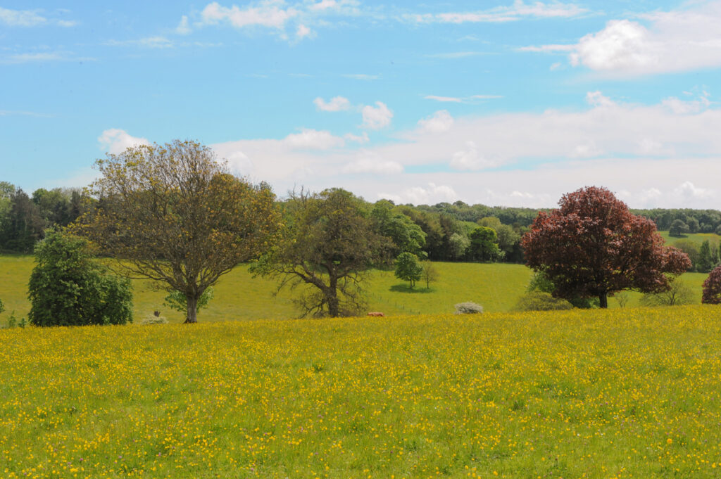 Buttercup Meadow in Springtime in the Grounds of Saltram House, near Plymouth, Devon, England, UK