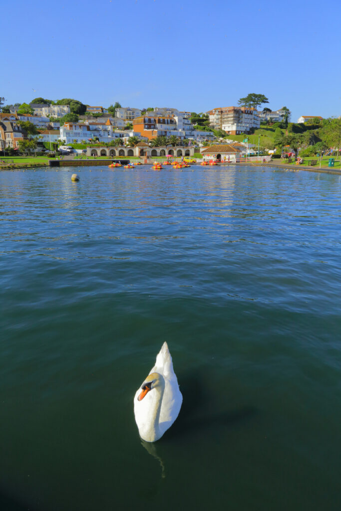 Swan floating on the lake in coastal town of Paignton, Devon