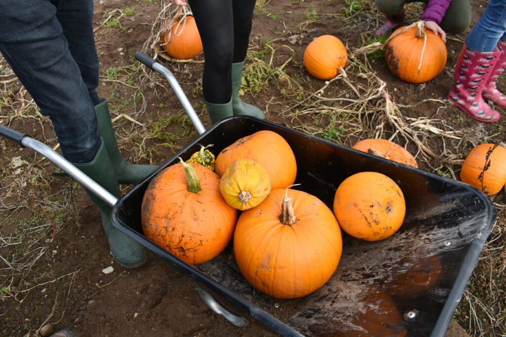 close up of orange pumpkins in a wheelbarrow and children's legs and feet wearing wellington boots, in a field in autumn