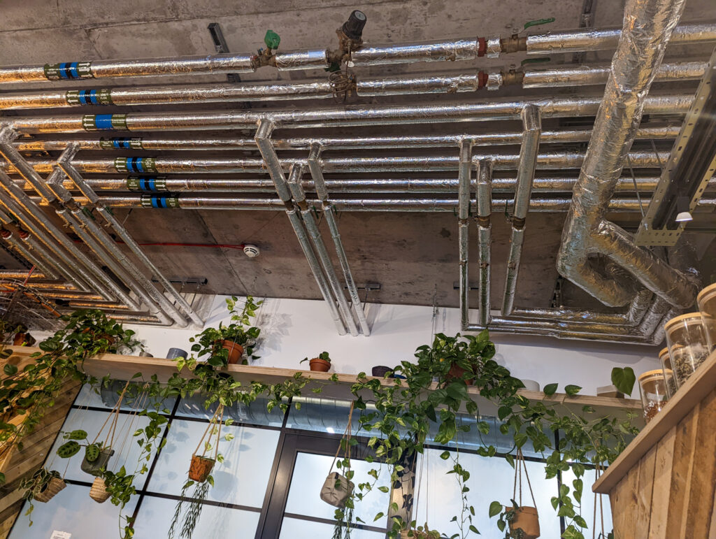 All of the green houseplants hanging down from the ceiling at Undergrad Cafe in Exeter. 
