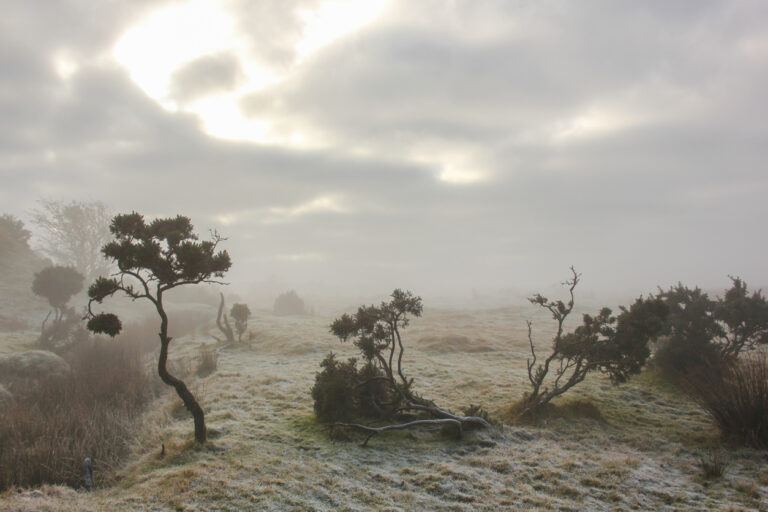 Shapes in the fog up on Bodmin Moor, Cornwall UK