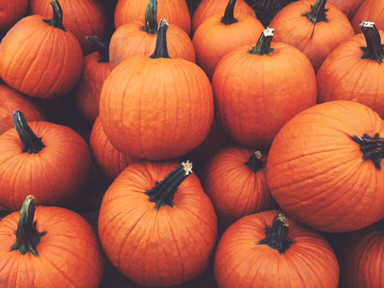 Where to go Pumpkin Picking in Cornwall (2023 guide)