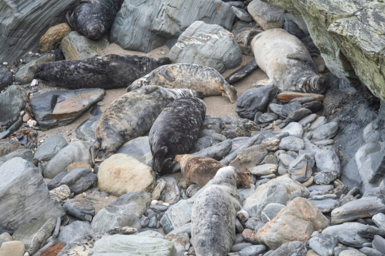 Grey seals (halichoerus grypus) on the beach at Godrevy in Cornwall