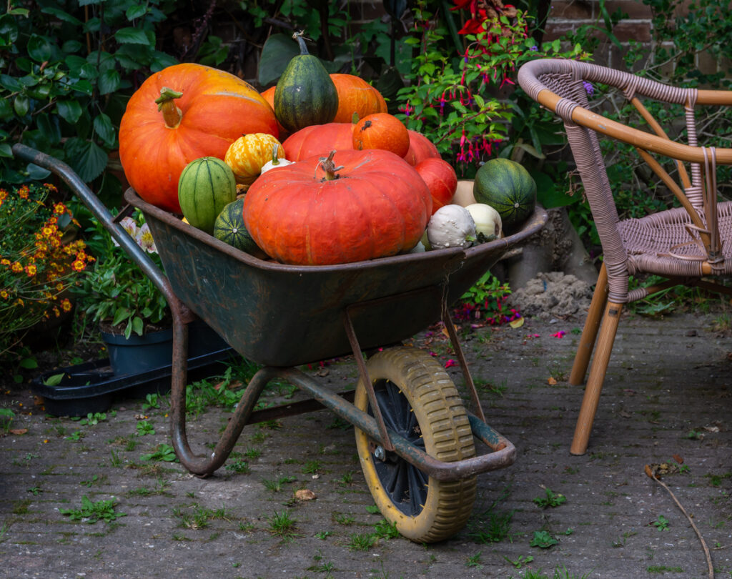 Pumpkins and gourds harvested and displayed in the wheelbarrow in dutch countryside