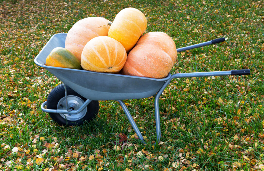 Pumpkins on a wheelbarrow.  Autumn Halloween pumpkins. Thanksgiving season still life.