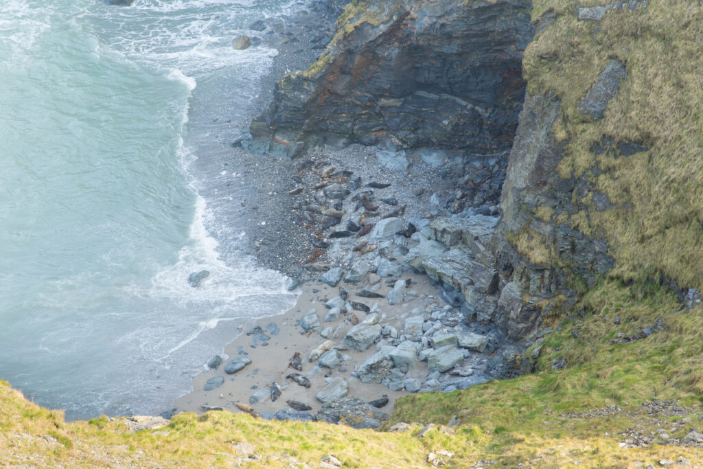 Seals on the beach in Mutton Cove near Godrevy St Ives Bay Cornwall coast England UK