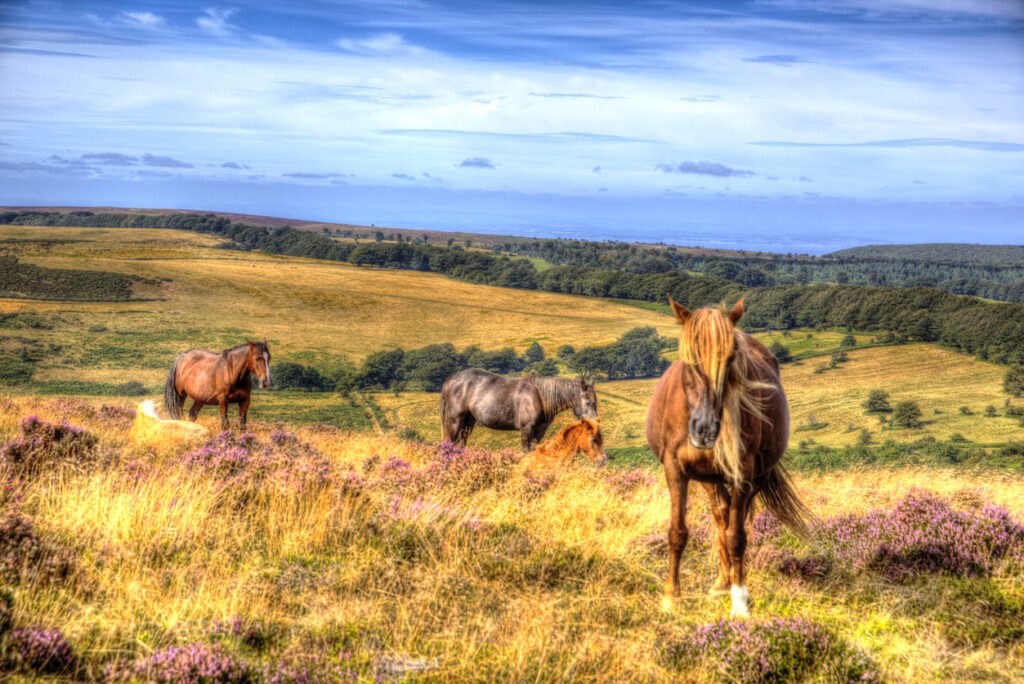 Ponies on Quantock Hills Somerset England with purple heather like painting in HDR