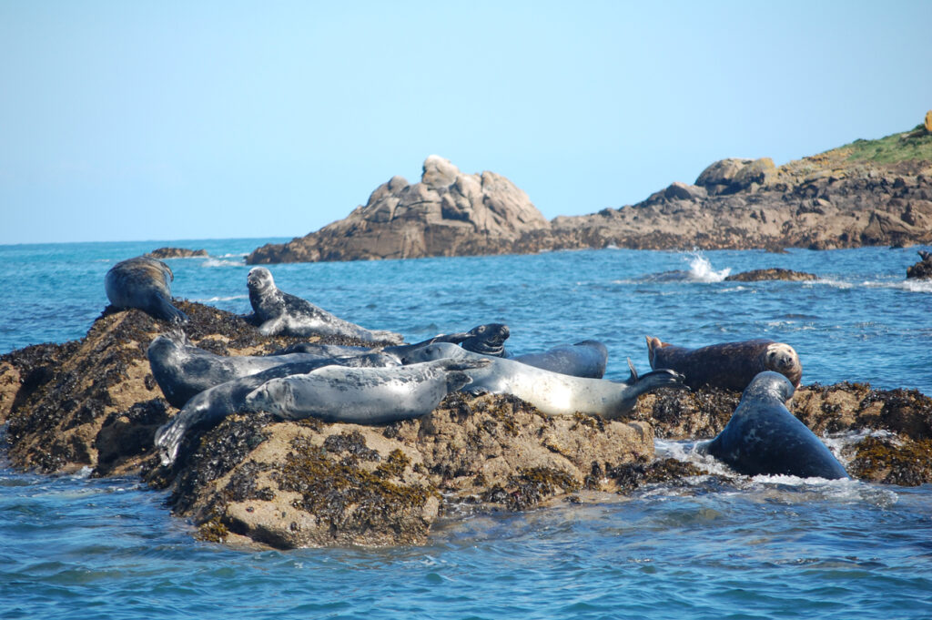 group of atlantic grey seals in scilly isles