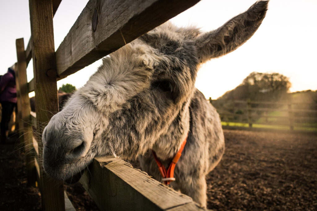 A visit to the Donkey Sanctuary in Sidmouth, UK
