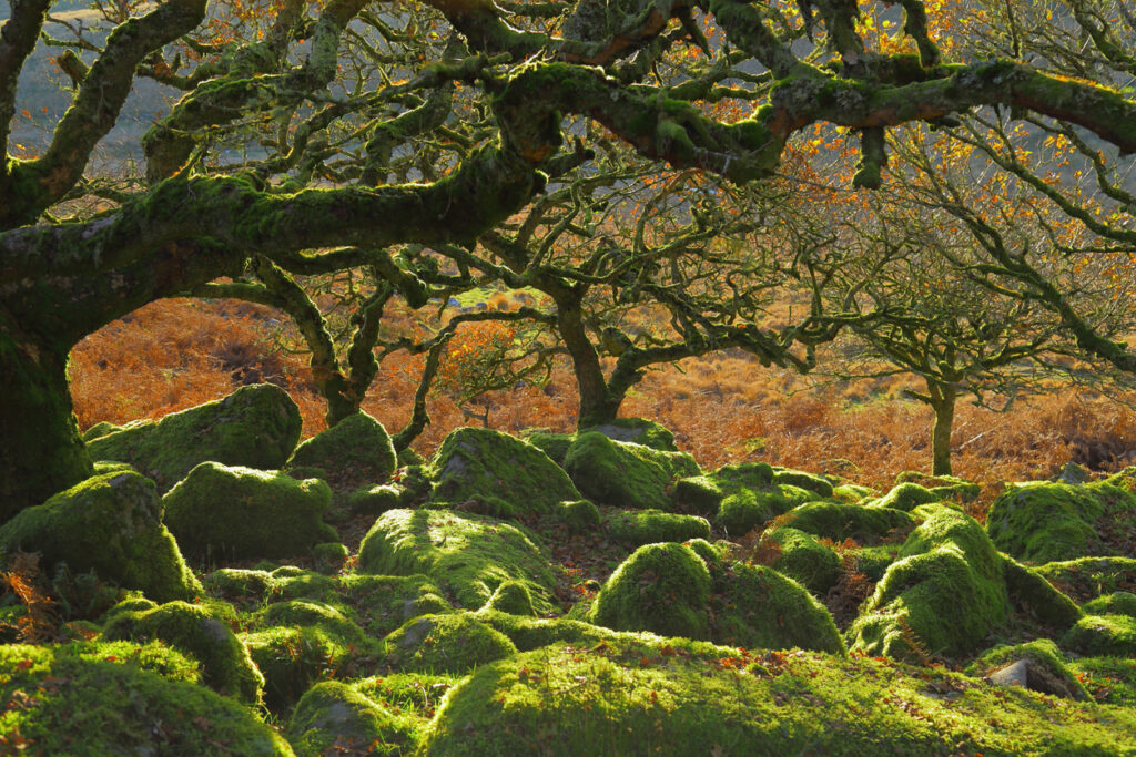 Ancient forest Wistman's Wood near Two Bridges in Dartmoor, Devon. Magical mysterious woodland with an eerie feel. Hundreds of years old twisted, moss-covered dwarf oak trees