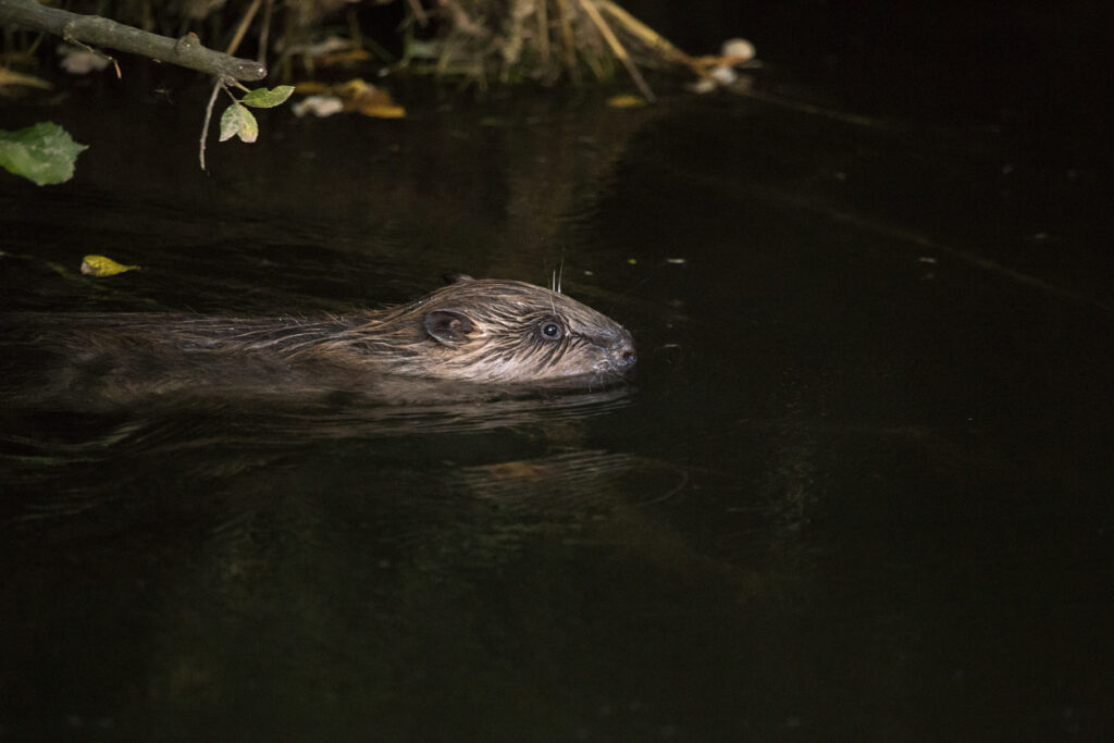 a small beaver swimming in a dark river in Otterton, England, United Kingdom