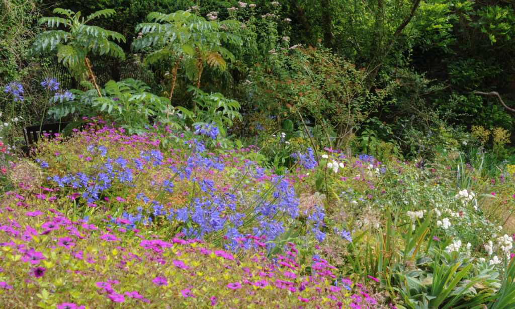 Colourful display of Pink Asters and Agapanthus with Mahonia in the Background in the Garden at Hartland Abbey, Devon, England, UK