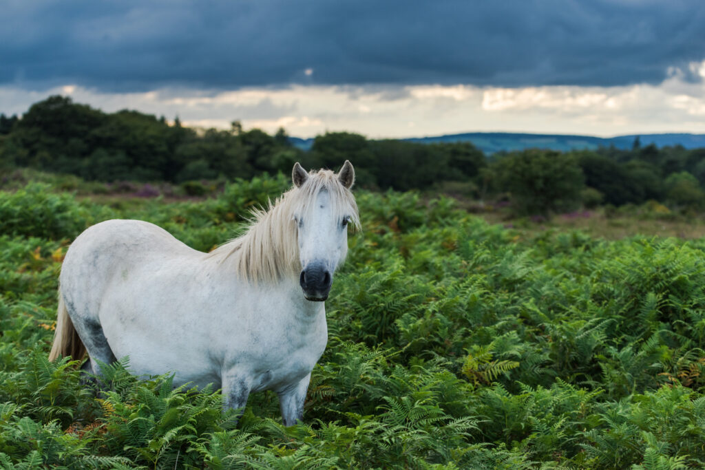 solitary white wild horse in Dartmoor at sunset