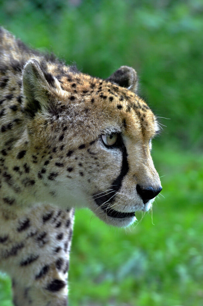 Cheetah in Exmoor Zoo