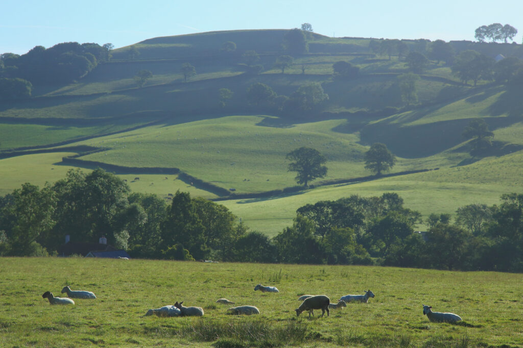 Flock of sheep graze on a farmland in Blackdown Hills, Devon