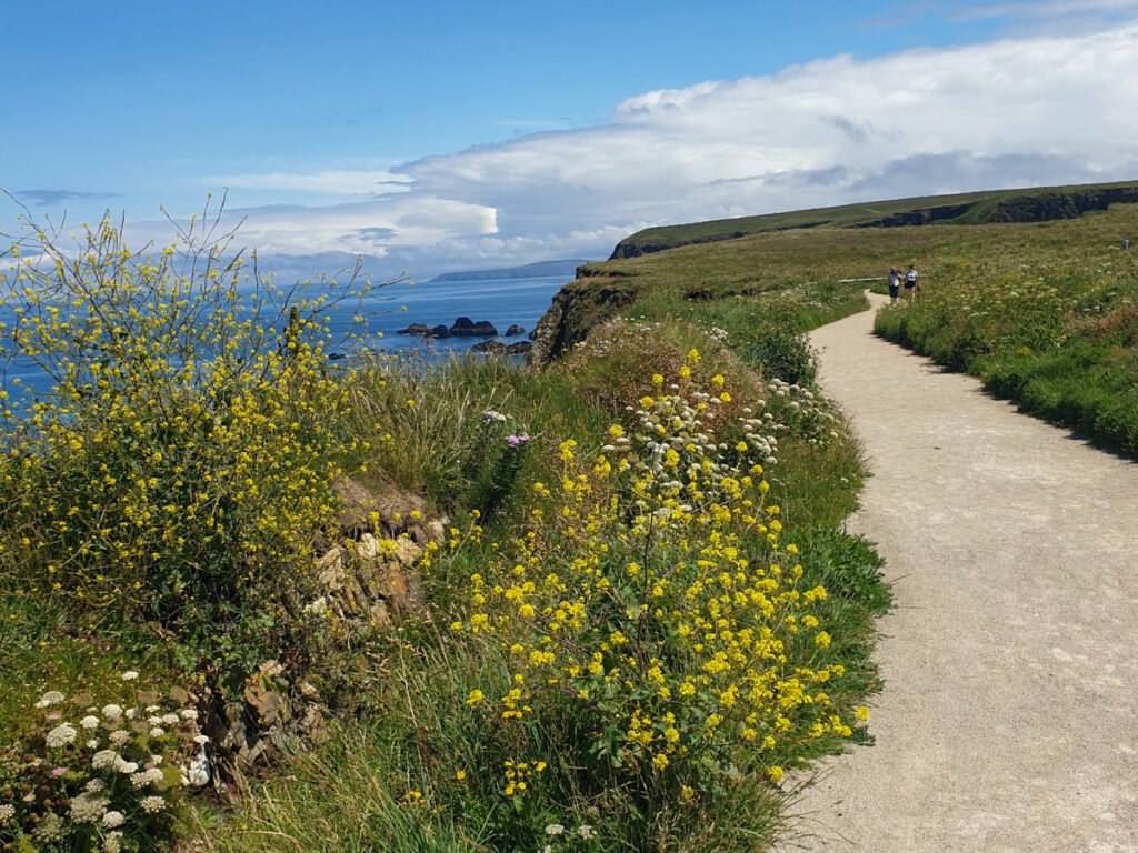The South West Coast Path, with shrubs on either side, and a view of the Atlantic Ocean in the background.