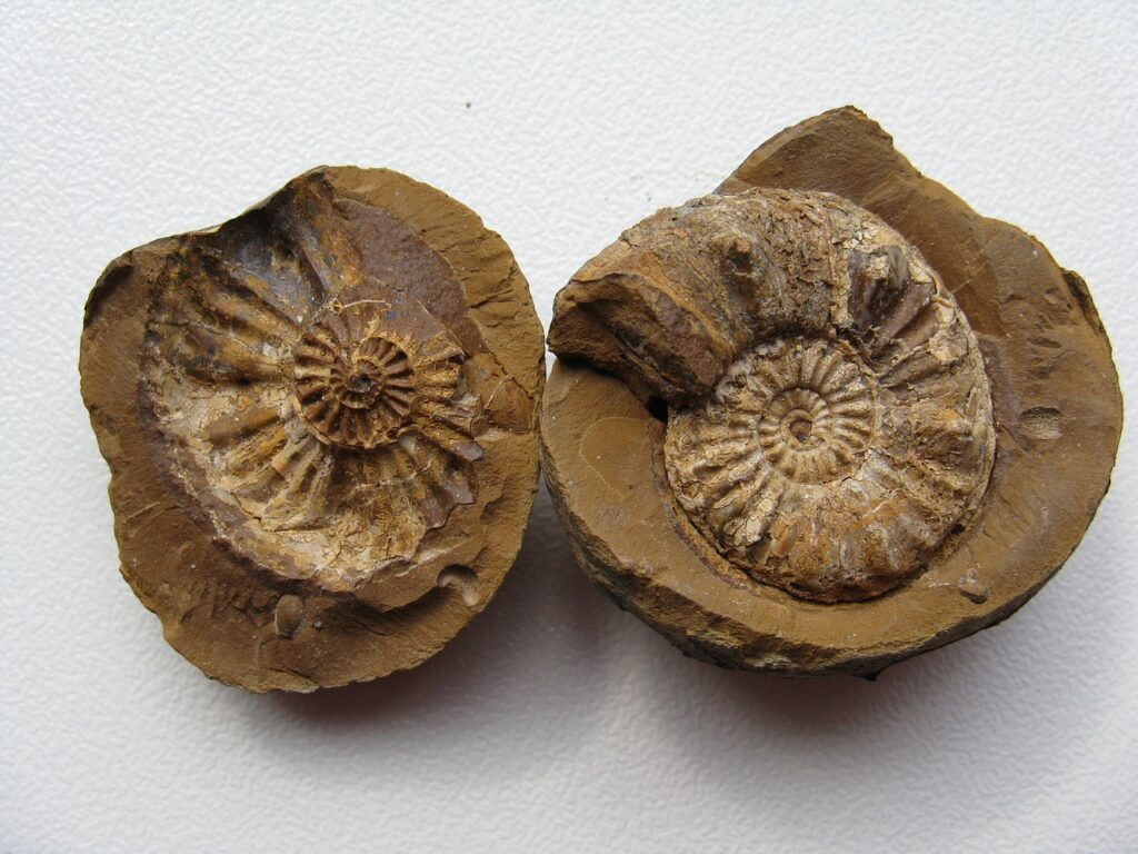Fascinating fossils