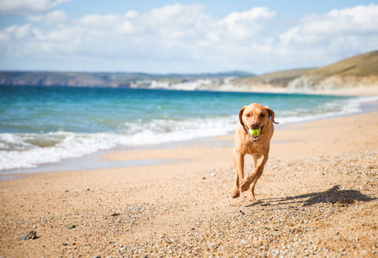 15 best dog-friendly beaches in Cornwall