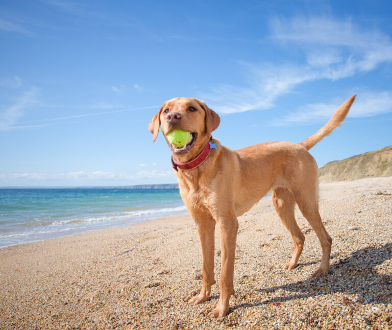 35 things to do in Cornwall with dogs (2023 guide)