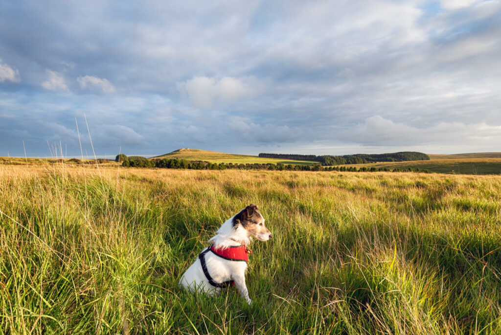 A Jack Russell Terrier dog wearing a red harness and enjoying relaxing in the evening sun on Bodmin Moor in Cornwall