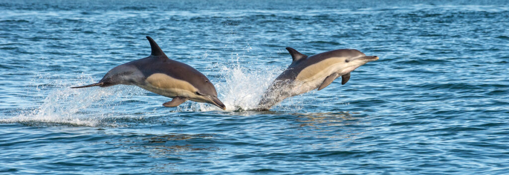 Dolphins in the ocean. Dolphins swim and jumping out of water. The Long-beaked common dolphin. Scientific name: Delphinus capensis.