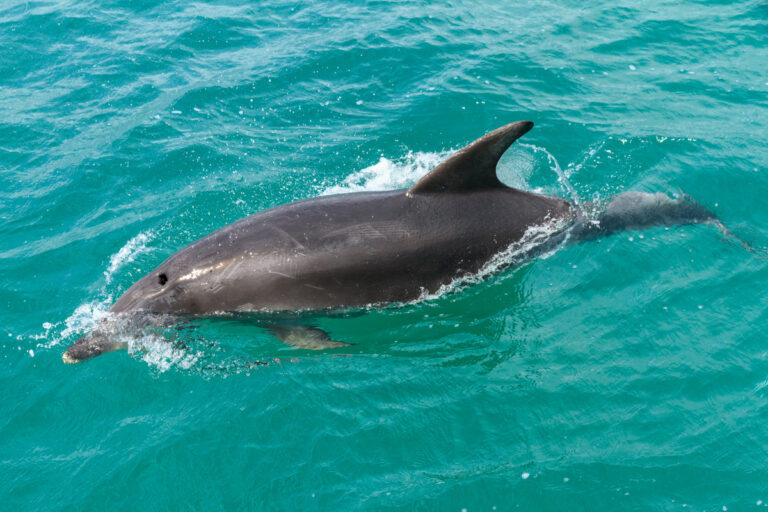 Dolphin in the water around Cornwall, water is bright blue, fin is sticking up