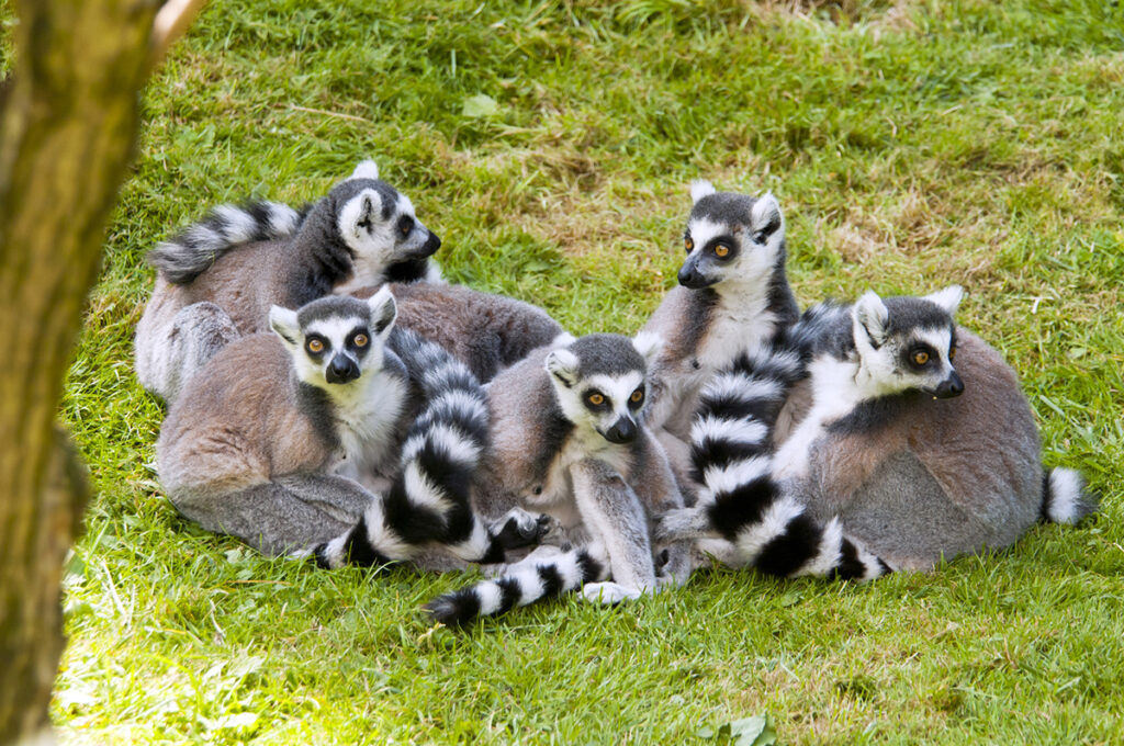 A group of ring-tailed lemurs (Lemur catta)