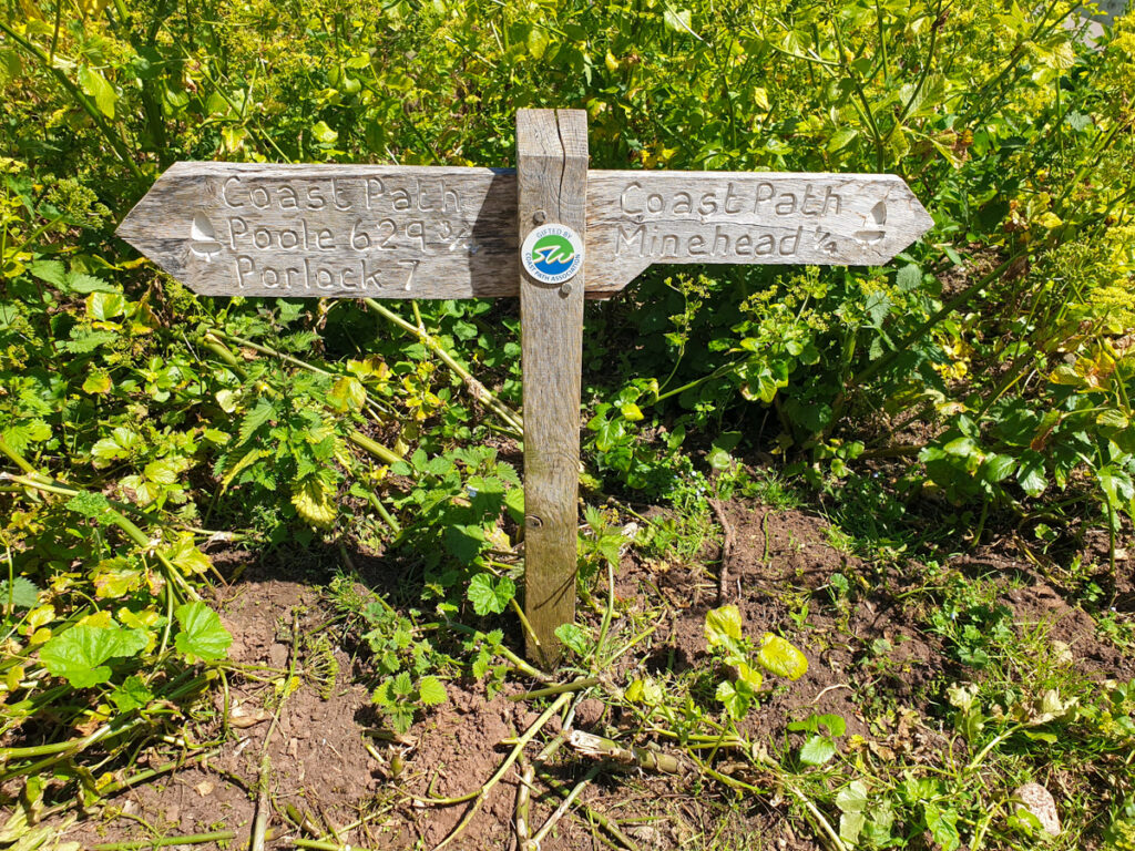 South West Coast Path wooden sign in a bush between Porlock and Minehead. 