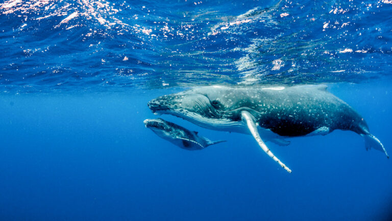 A beautiful underwater shot of two humpback whales swimming near the surface